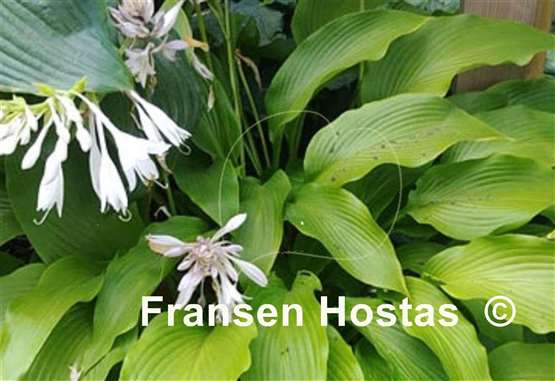 Hosta Teltow Lemon Fountain